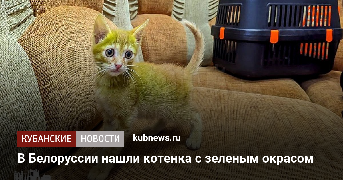 В Белоруссии нашли котенка с зеленым окрасом. 20 сентября 2023 г. Кубанские  новости