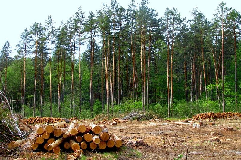 На Кубани с начала года незаконно вырубили деревья на 618 млн