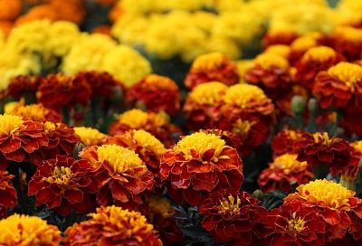 Когда сеять бархатцы на рассаду в 2026 году: точные сроки по регионам – зацветут уже в июне