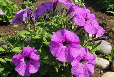 Срочно сеем эти цветы в марте! Мой мартовский список обязательных культур для рассады