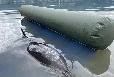 Еще один дельфин погиб у берегов Кубани