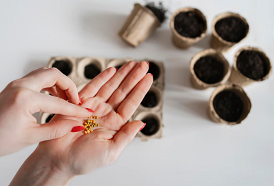 Правительство потребует с регионов жёсткого исполнения плана по переходу на российские семена