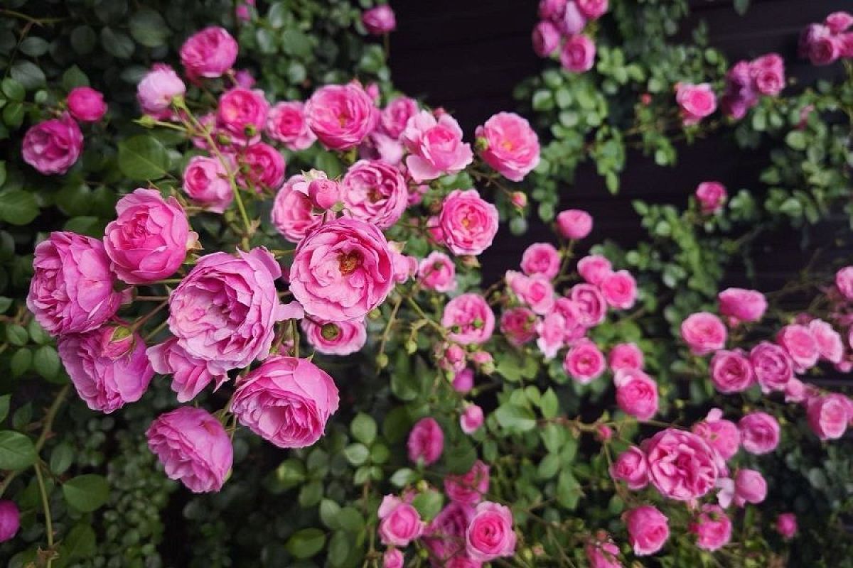 Когда укрывать розы: главное, не делайте этого на всякий случай