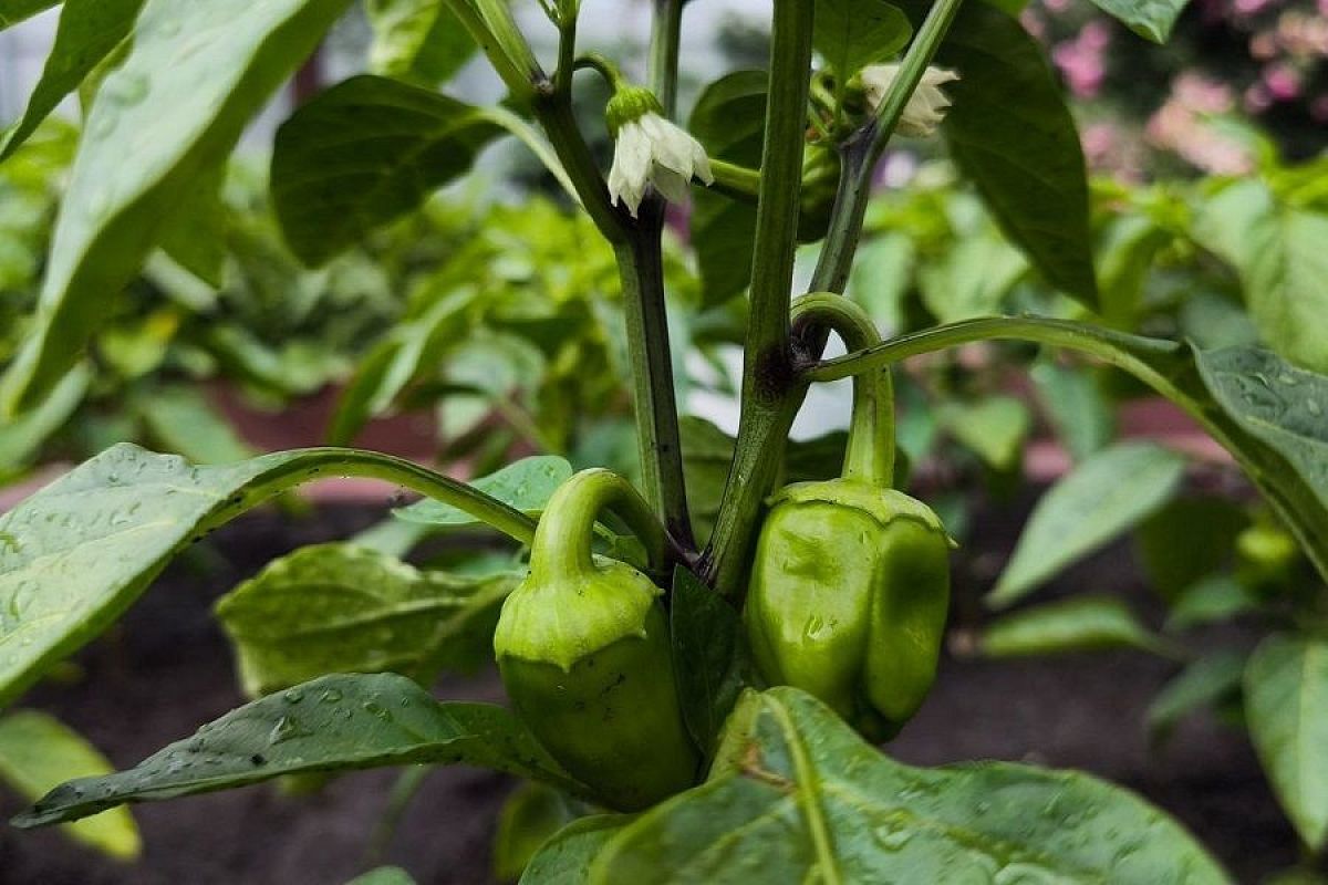 Перец наливается, подкормки растворяются: как увеличить размер плодов при помощи удобрений