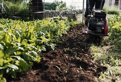 Возьми 1 кг таких семян на сотку – и они сделают любую почву во много раз рыхлее и плодороднее