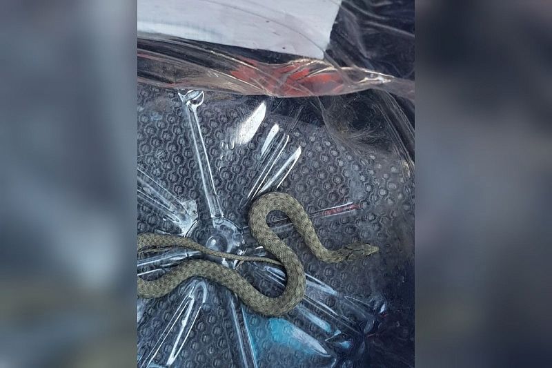 Заползла в рюкзак: жители Новороссийска случайно принесли в квартиру змею из леса