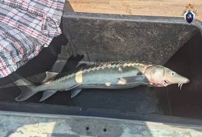 Житель Сочи стал фигурантом уголовного дела после вылова русского осетра в море