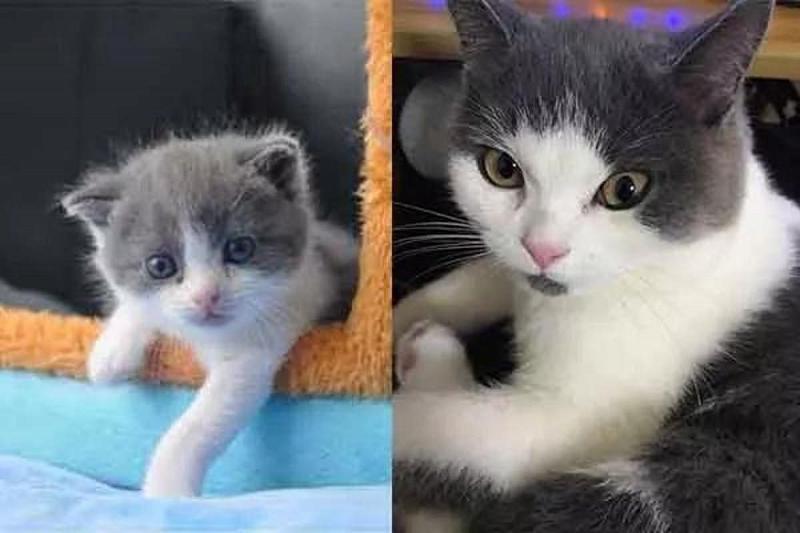 В Китае начали бронировать услуги по клонированию кошек