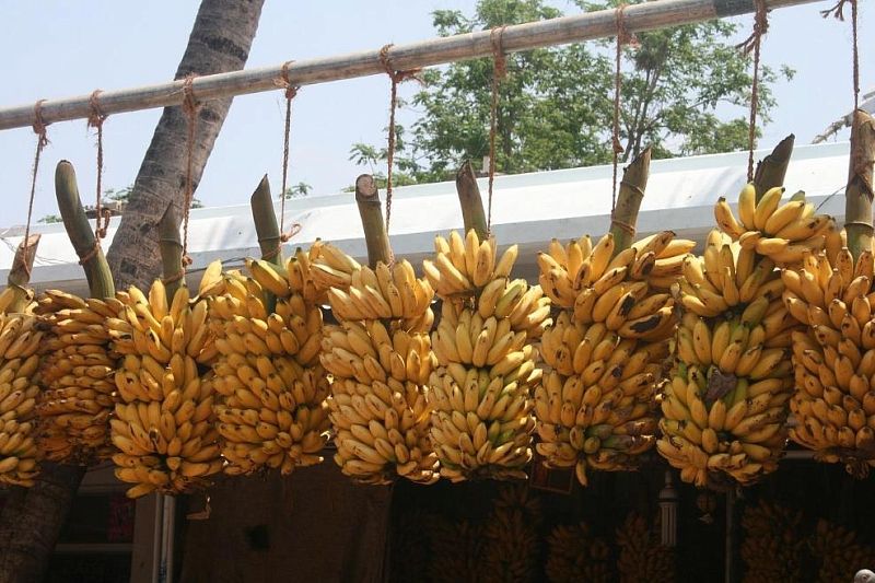 От зеленого до коричневого: банан какого цвета полезнее для здоровья