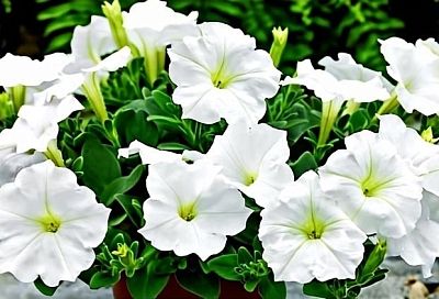 Какие цветы сеять на рассаду в марте: гид по петунии, лобелии, агератуму и сальвии