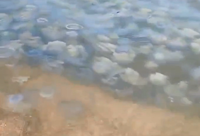 В кисель из медуз превратилось Азовское море у берегов Славянского района