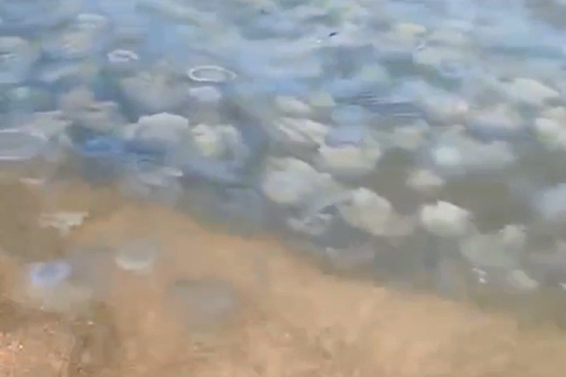 В кисель из медуз превратилось Азовское море у берегов Славянского района