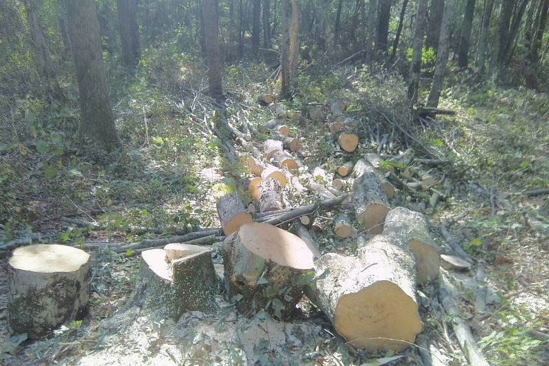 Граб и дуб пошли под сруб: под Туапсе вырубили деревья на 20 млн