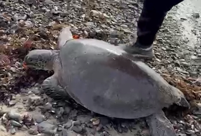 Случайно заплывшую в Черное море экзотическую черепаху ищут в Туапсинском округе 