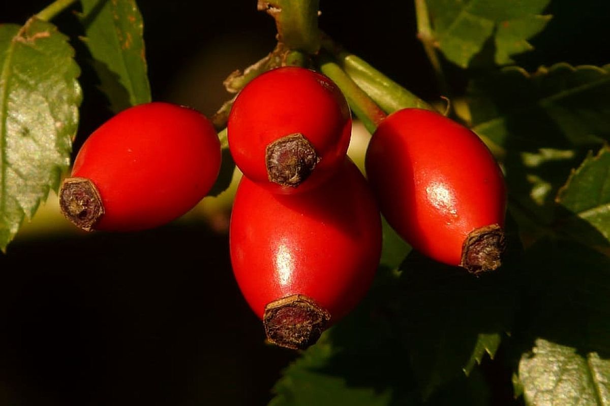 Укрепите иммунитет и сбросьте вес с помощью отвара шиповника