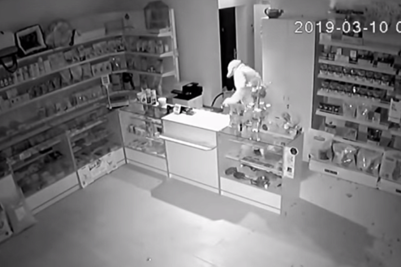 Кошкин дом: полиция прокомментировала ограбление ветеринарной аптеки в Краснодаре