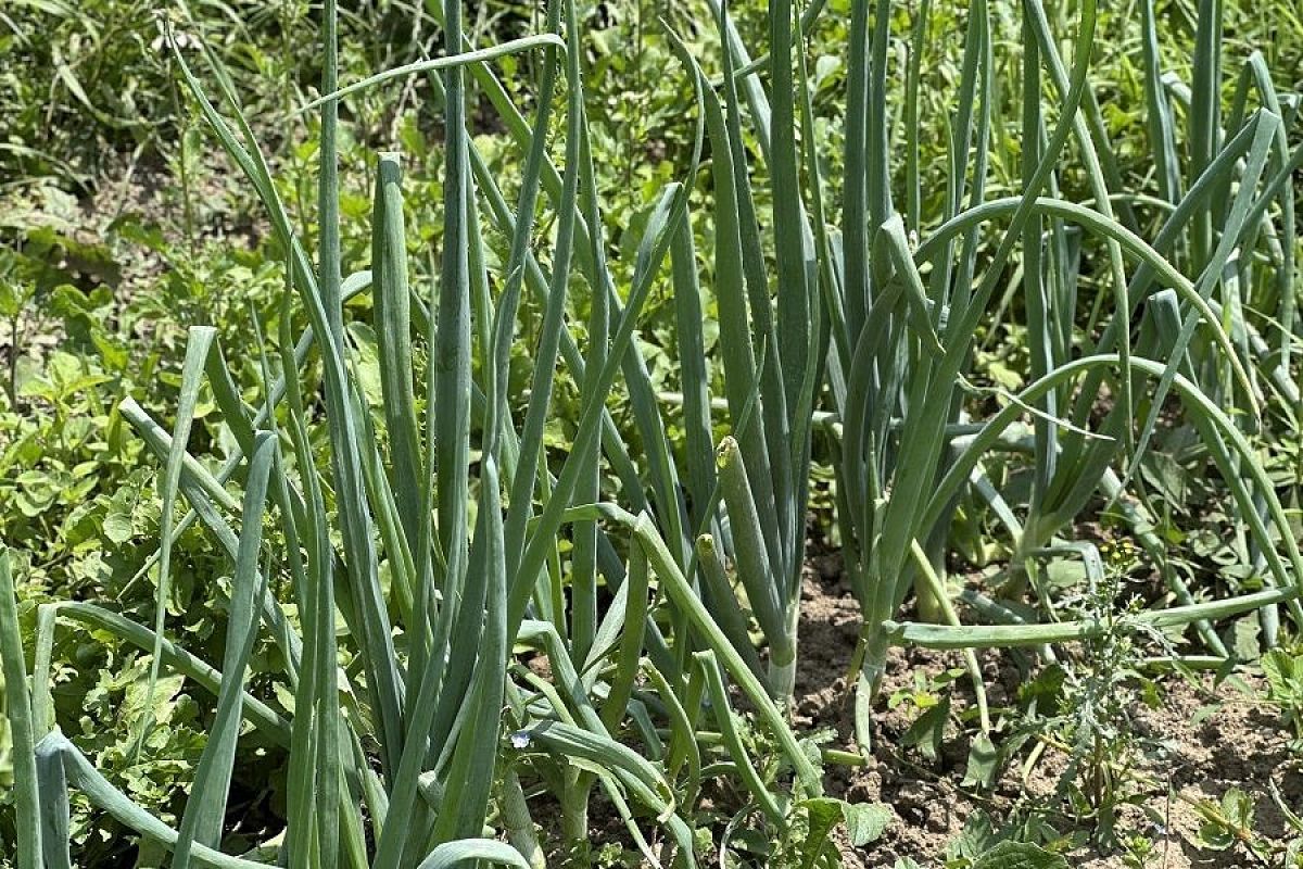 Лучшие сорта лука, которые стоит посадить под зиму на зелень: с витаминами будете уже ранней весной