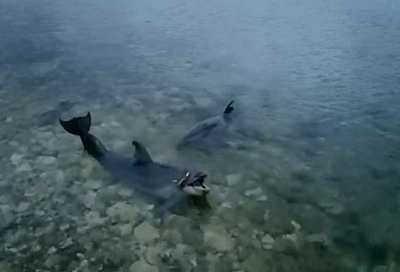 После ЧП с выброшенными в море под Севастополем дельфинами возбудили уголовное дело