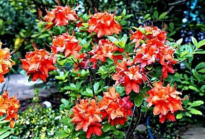 Комнатная азалия: секреты пышного цветения круглый год