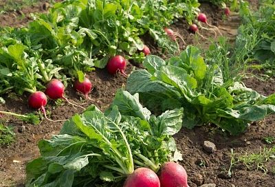 Почему редиска идет в ботву, а не в корень? 5 ошибок, которые оставляют вас без урожая