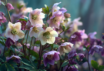 Морозник в саду — не сорняк, а настоящее сокровище