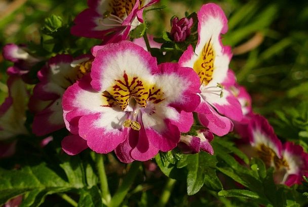 Мини-орхидея просто просится в твой сад: сеем схизантус и получаем лето в ярких красках