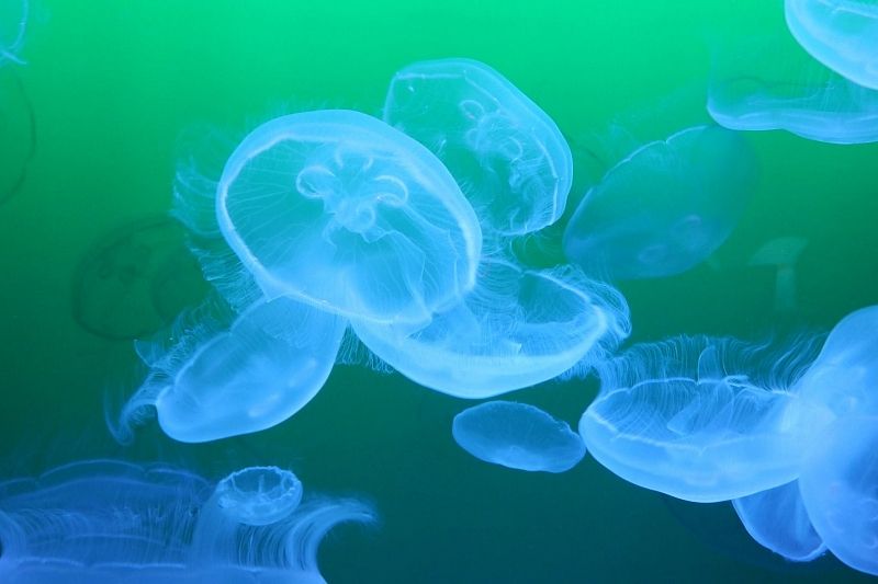 Эксперт объяснил скопление медуз на побережье Азовского моря