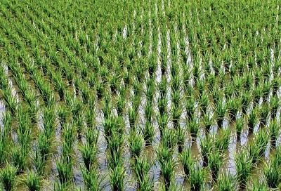 Миллион тонн кубанского риса. Как сделать высокие урожаи стабильными
