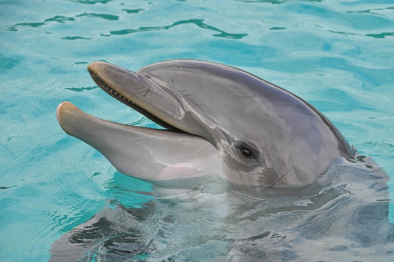 В Сочи общественники планируют построить реабилитационный центр для дельфинов