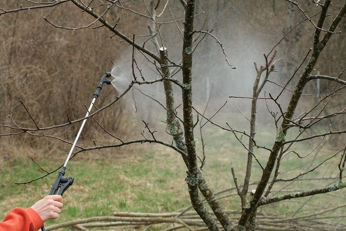 Медный купорос или бордоская жидкость: составы похожи – применение разное