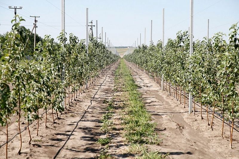 В Краснодарском крае заложили 614 гектаров молодых садов
