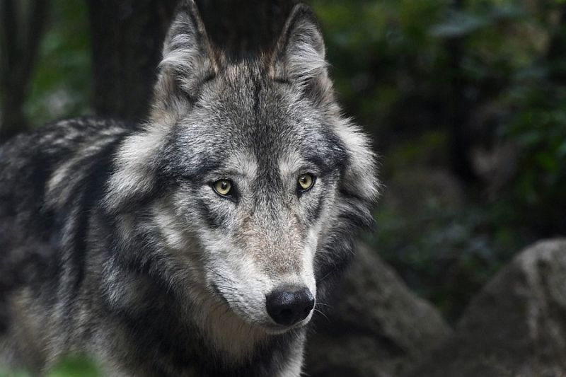 Больше десятка мертвых лис и волков обнаружила семья на окраине поселка