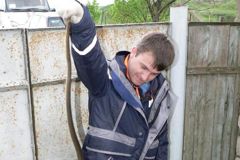 Спасатели поймали в квартире жительницы Краснодарского края 1,5-метровую змею