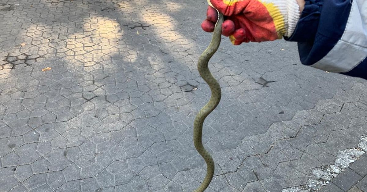 Желтобрюх Змея В Краснодарском Крае Фото