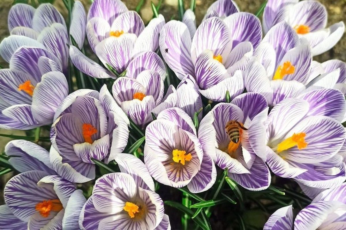 Посадите осенние крокусы прямо сейчас – и этот элегантный цветок распустится уже через полгода