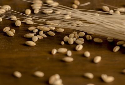 ФАС: зерновые культуры лидируют в биржевой торговле агропродукцией в России