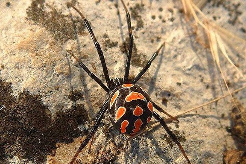 В соседнем с Краснодарским краем регионе заметили смертельно опасных пауков