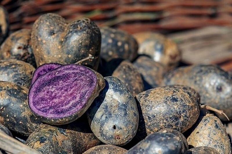 Необычный цвет и целебные свойства: синий картофель снижает давление