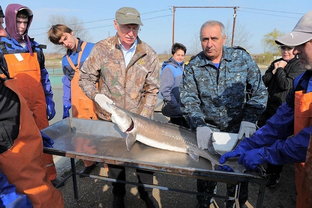 В Краснодарском крае в водоемы выпустят краснокнижных осетровых