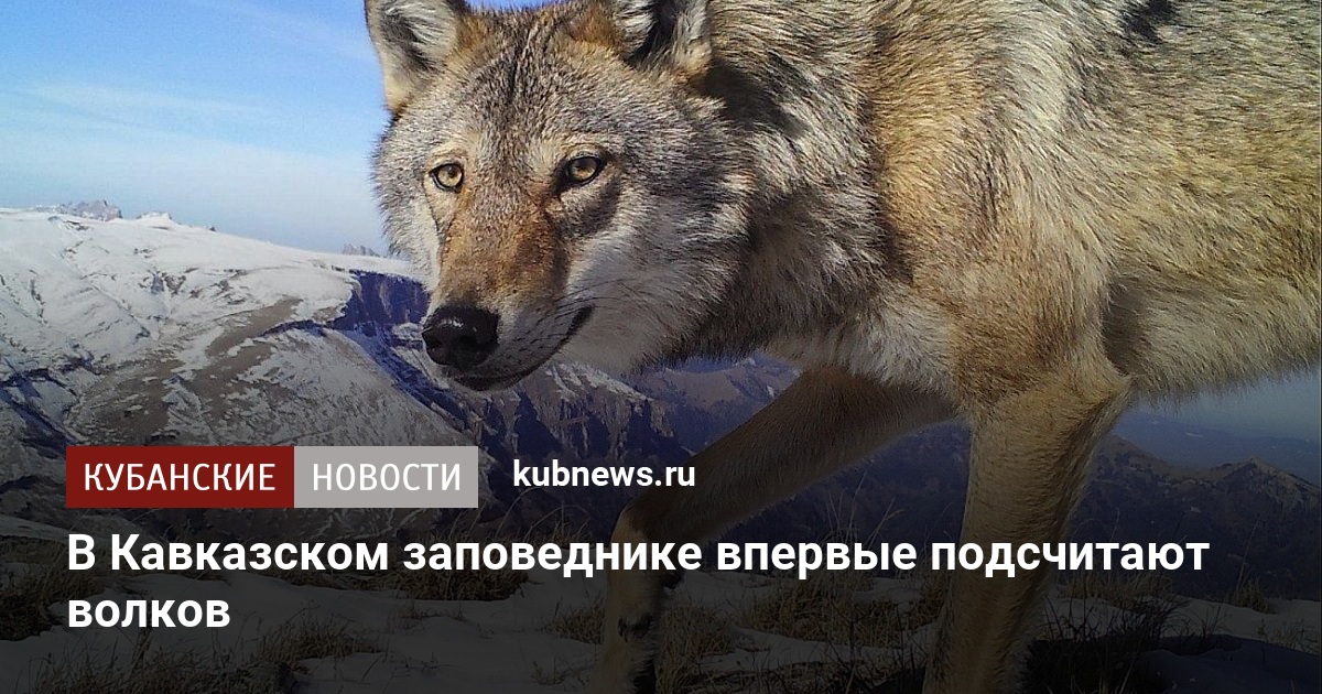 Волки Фото Краснодарский Край
