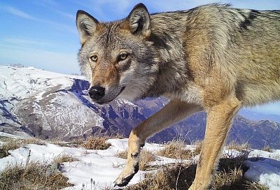 В Кавказском заповеднике впервые подсчитают волков
