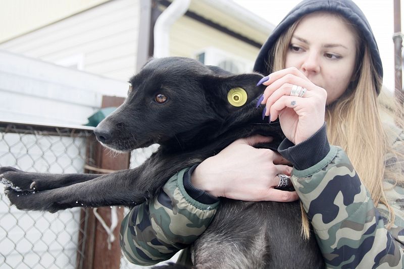 Светлана Ильина показывает желтую бирку на ухе очередной стерилизованной собаки.