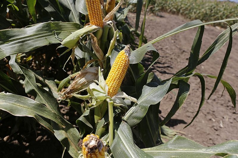 Сев кукурузы начался в Краснодарском крае