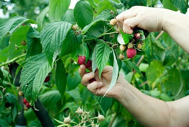Более 100 тысяч тонн фруктов и ягод собрали в Краснодарском крае