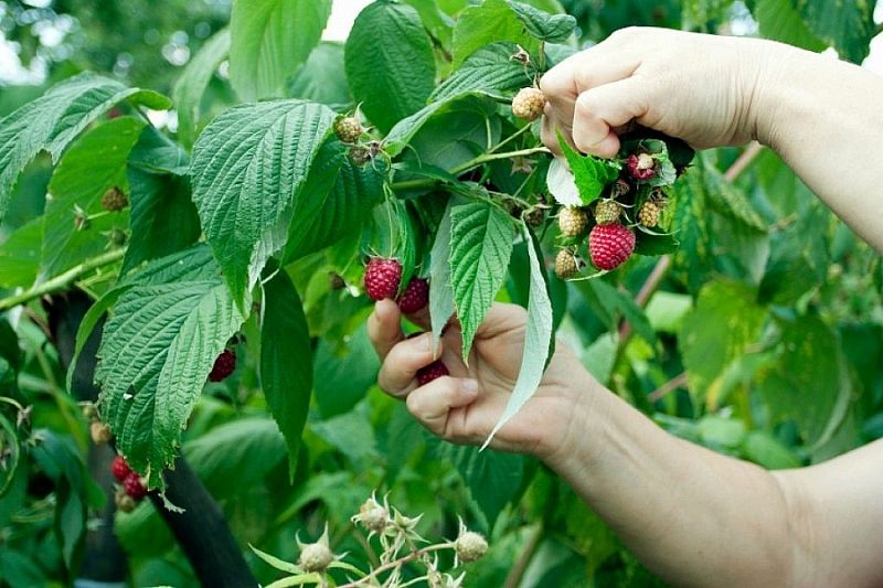 Более 100 тысяч тонн фруктов и ягод собрали в Краснодарском крае