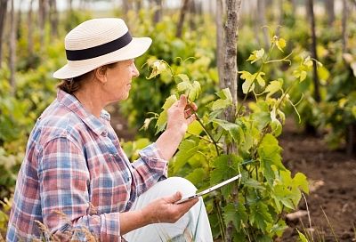 Дорога - бесплатно: какою сюрприз власти могут сделать российским дачникам