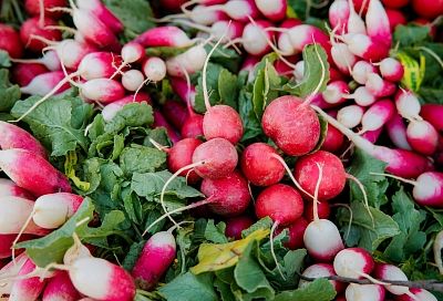  Схема посева редиса без стрелкования с апреля по октябрь: плоды сочные и вкусные