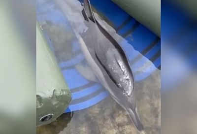 Ученые назвали возможную причину гибели дельфинов в Черном море