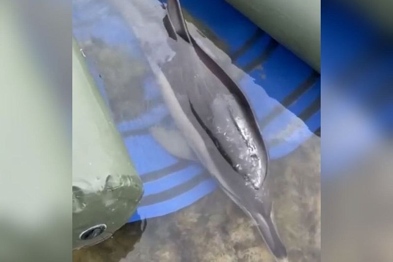 Ученые назвали возможную причину гибели дельфинов в Черном море