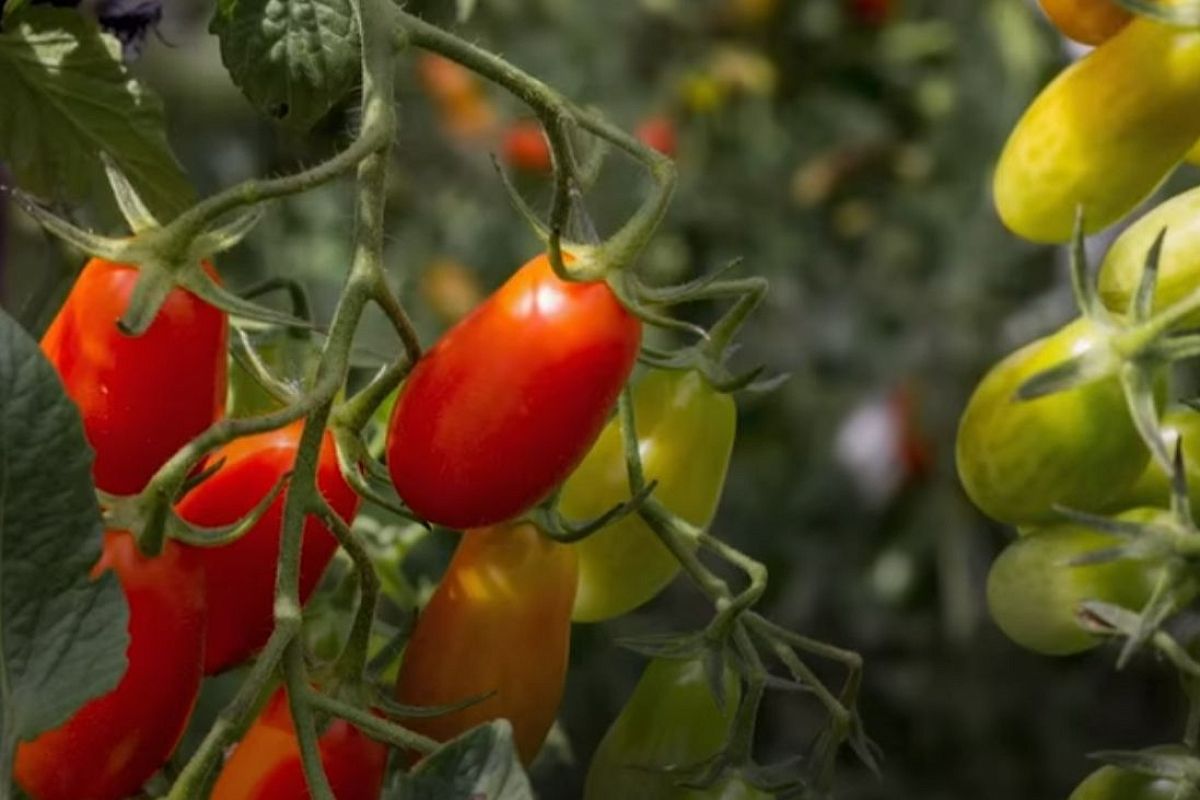 Подкормил рассаду помидоров так — и спелые томаты поражают размером и вкусом